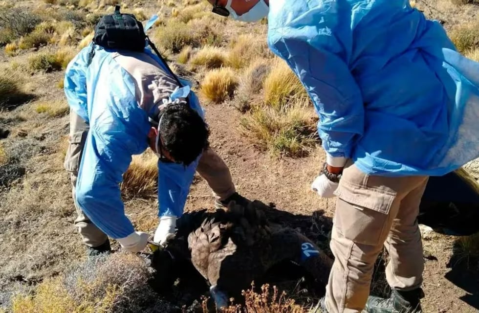 Tatú Carreta: el Cóndor Andino Yastay y una trágica pérdida para la conservación