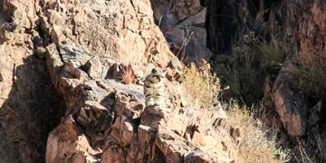 Las imágenes del gato andino los consiguió Gonzalo Aspina, guía de turismo aventura.