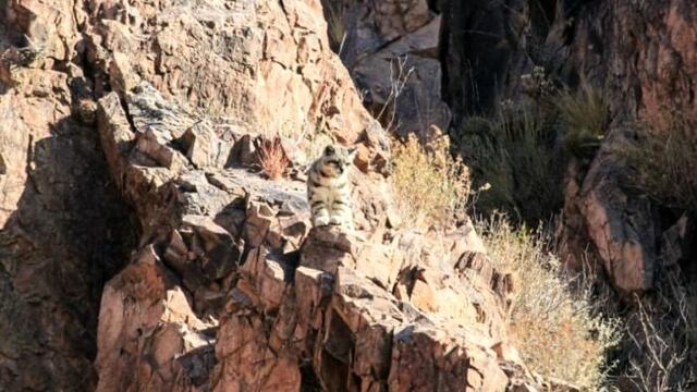 Las imágenes del gato andino los consiguió Gonzalo Aspina, guía de turismo aventura.