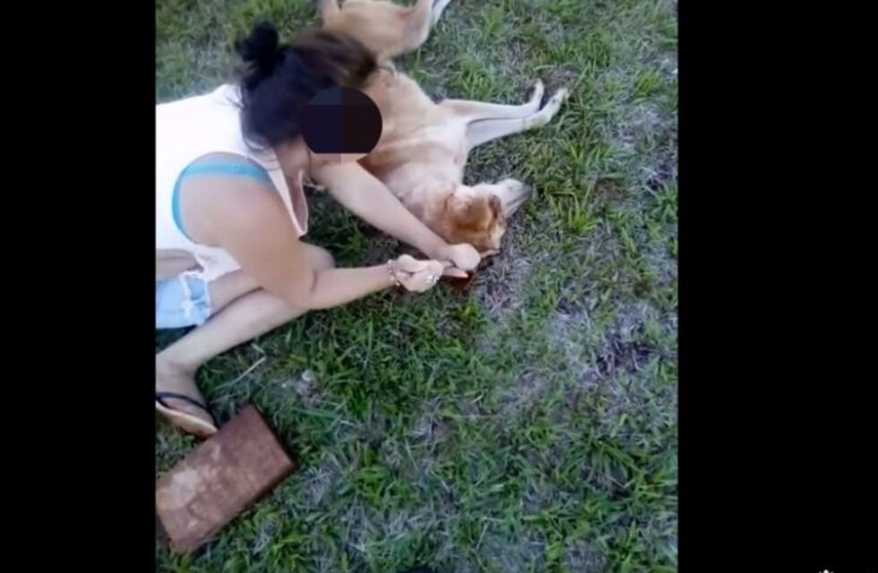 Maltrato animal: dos menores le sacaron los ojos a un perro