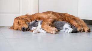 Los animales durmiendo.