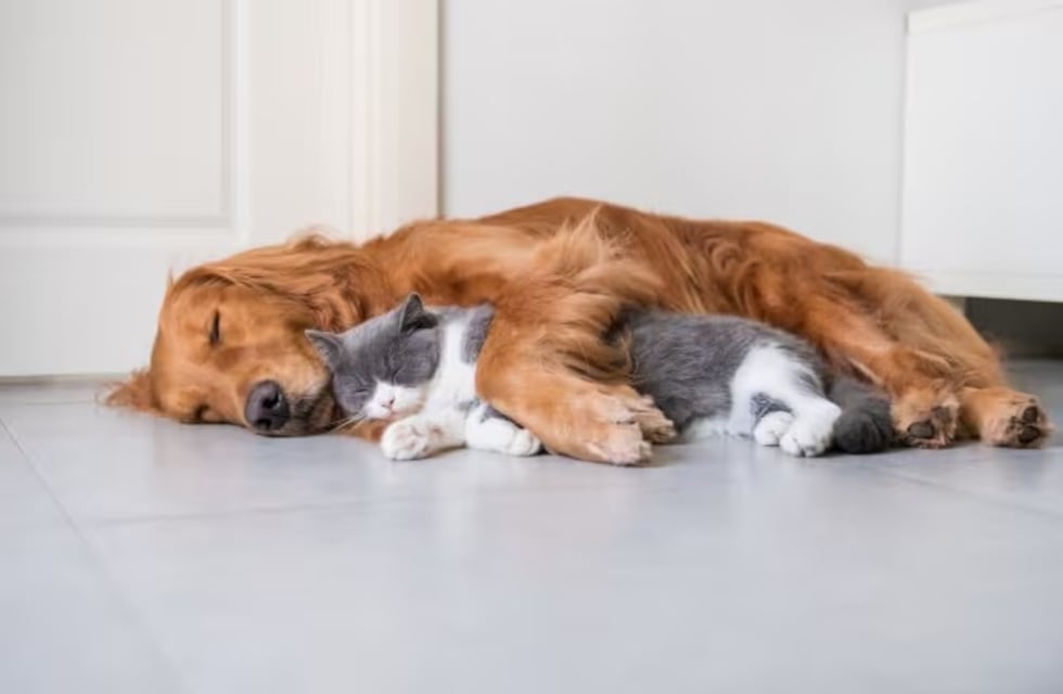 Los nombres más comunes de perros y gatos en Argentina según la IA