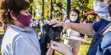 Operativo sanitario animal en Eldorado.
