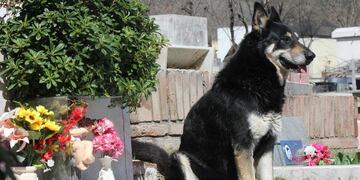 Perro leal. Capitán, en el cementerio de Carlos Paz, que eligió como hogar para seguir cerca de su amo. De ahí no se va (LaVoz).