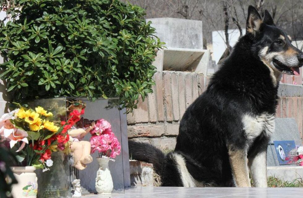 En el Día del Animal, recordamos a Capitán, el can que se convirtió en una leyenda de Carlos Paz