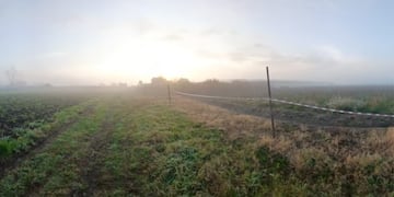 El campo donde fue descubierto el cadáver.