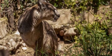 Atropellaron y mataron a un puma ne las rutas misioneras (Imagen ilustrativa - La Voz).
