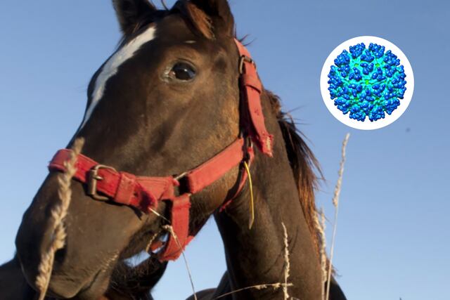 Encefalitis equina: confirmaron nuevos casos en Entre Ríos