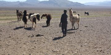 Unos 1000 animales del Ecoparque ya fueron adoptados y trasladados a lugares donde viven y disfrutan de la naturaleza. En este caso en un campo de Tupungato. Gentileza Gobierno de Mendoza