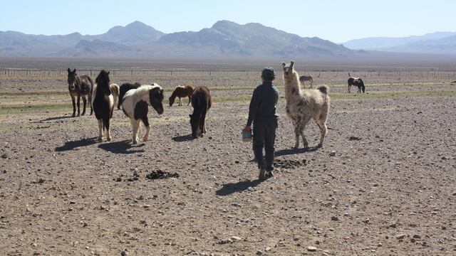 Unos 1000 animales del Ecoparque ya fueron adoptados y trasladados a lugares donde viven y disfrutan como se debe de la naturaleza. En este caso en un campo de Tupungato.