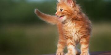 El felino increpó a un amigo suyo y se hizo viral en las redes.