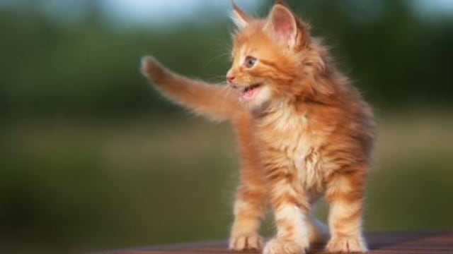 El felino increpó a un amigo suyo y se hizo viral en las redes.