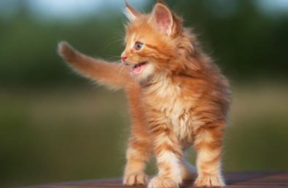 ¿Qué dijo?: un gato cordobés abrió un debate en las redes por su desopilante maullido y se hizo viral