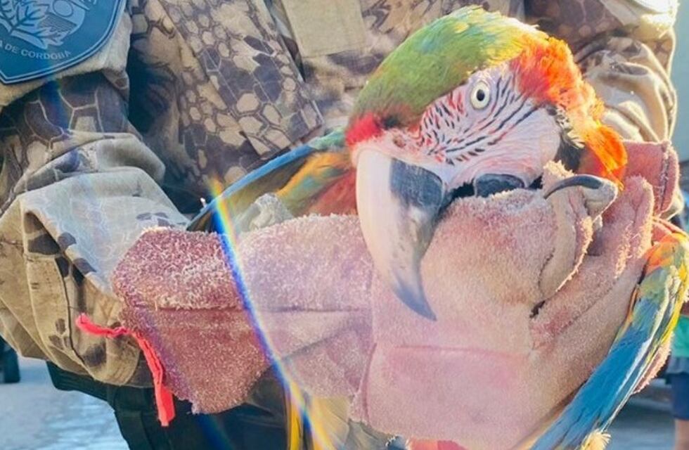Otro rescate de un animal exótico en Córdoba: encontraron un Guacamayo rojo en barrio Yapeyú