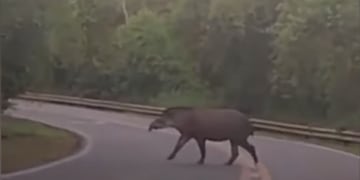Registran el avistaje de un tapir en inmediaciones al Parque Nacional Iguazú.