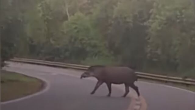 Registran el avistaje de un tapir en inmediaciones al Parque Nacional Iguazú.