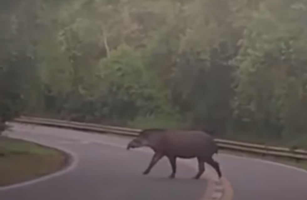 Registran el avistaje de un tapir en inmediaciones al Parque Nacional Iguazú