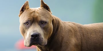 Investigan un nuevo ataque de un pitbull en Posadas.