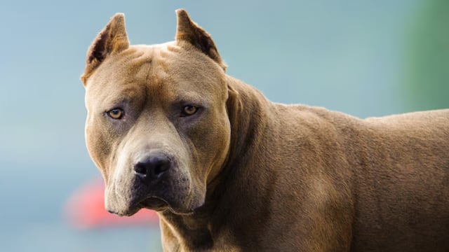 Dos mujeres fueron atacadas por pitbulls durante el fin de semana.