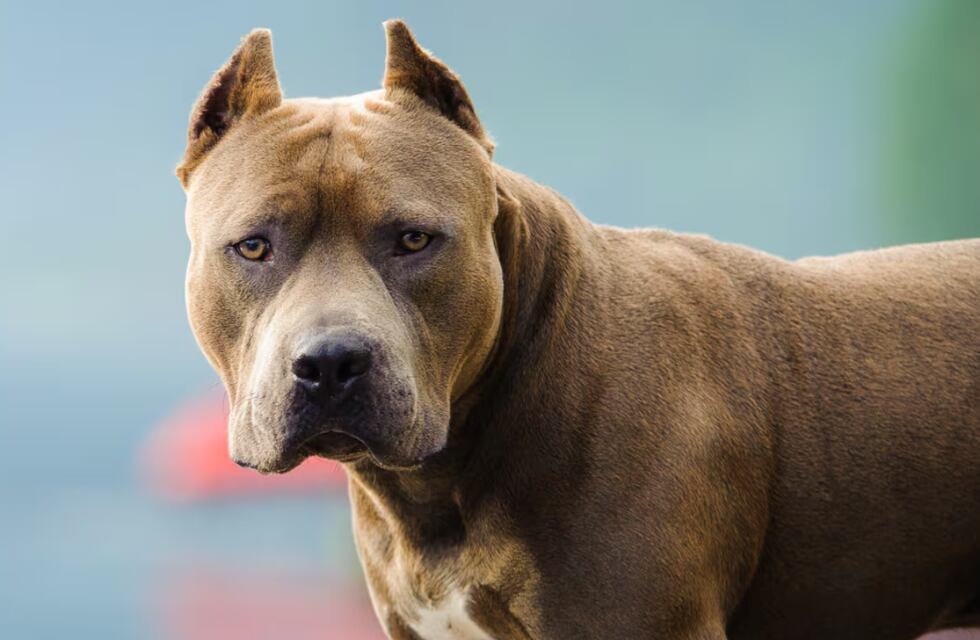 Investigan un nuevo ataque de un pitbull en Posadas