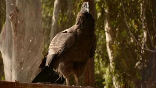 Llahue es un pichón de cóndor andino que nació de forma natural en San Juan.