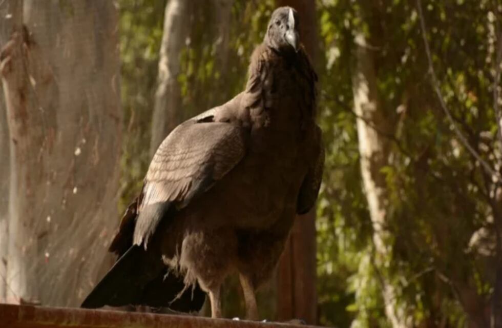 Envían un pichón de cóndor sanjuanino a la Patagonia para evitar la extinción