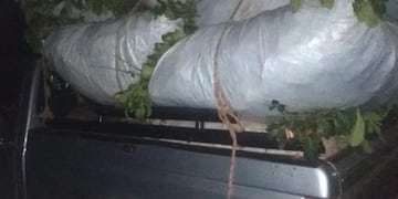 El secuestro de la materia prima fue durante la noche de ayer.