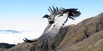 Rescataron a un cóndor que no podía volar en un paraje de Salta