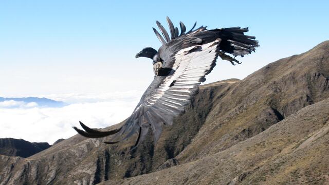 Rescataron a un cóndor que no podía volar en un paraje de Salta