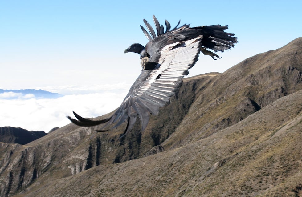 Rescataron a un cóndor que no podía volar en un paraje de Salta