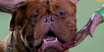 Una mujer embarazada fue mordida por un dogo en Córdoba. (AP)