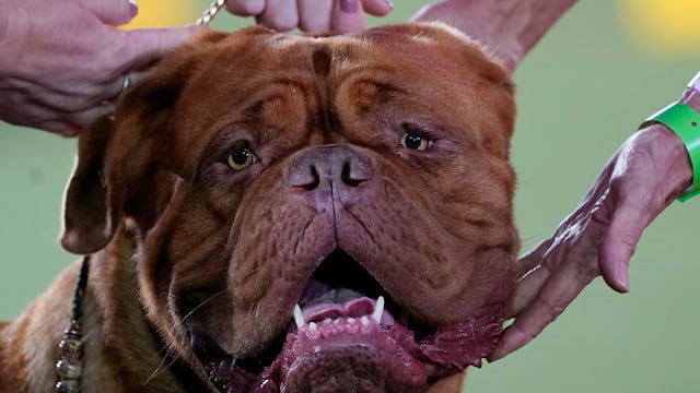 Una mujer embarazada fue mordida por un dogo en Córdoba. (AP)