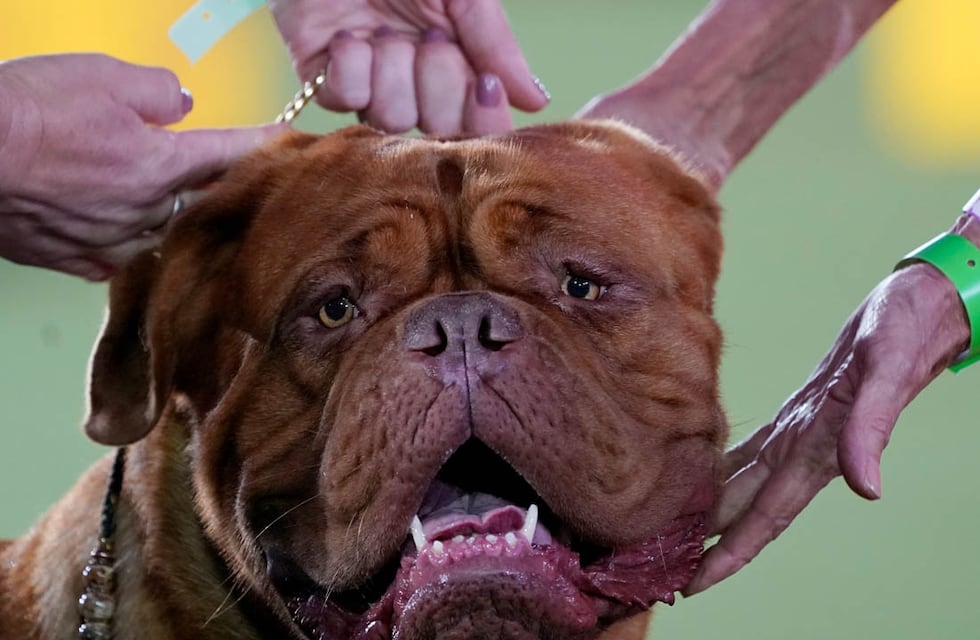 Una mujer embarazada fue mordida por un dogo en Córdoba: imputaron al dueño del animal