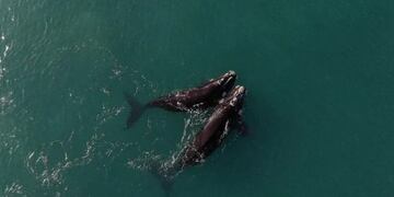 Aparecieron las primeras ballenas en Las Grutas.
