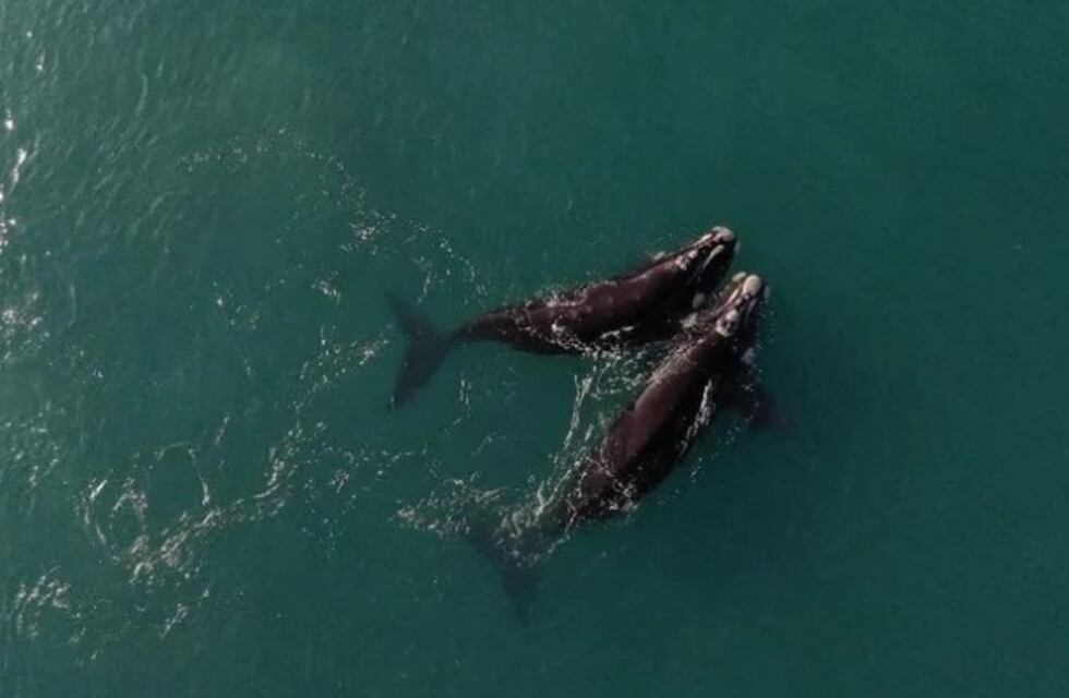 Río Negro: comienzan a aparecer las primeras ballenas en los avistajes en Las Grutas