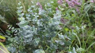 Cuál es la planta que ahuyenta mosquitos.