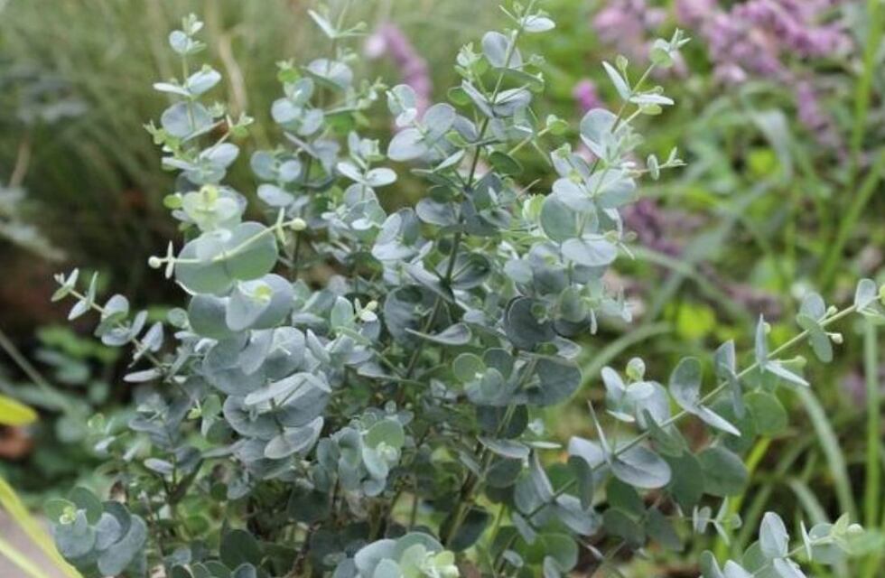 Cuál es la planta que sirve como repelente de mosquitos y aporta beneficios en la salud