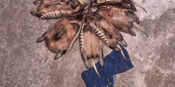 La policía aprehendió a dos cazadores y secuestraron nueve piches.