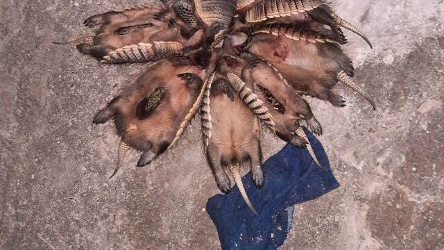 La policía aprehendió a dos cazadores y secuestraron nueve piches.