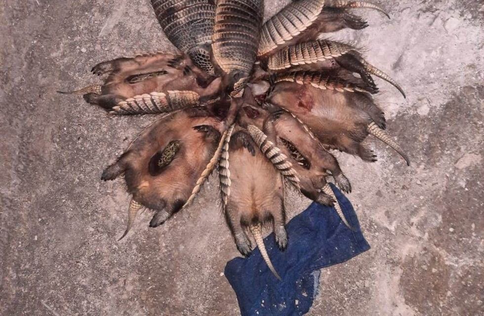Detuvieron a dos cazadores furtivos con piches