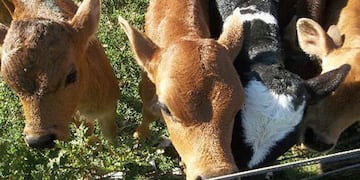 nacimiento mellizos en vacunos.