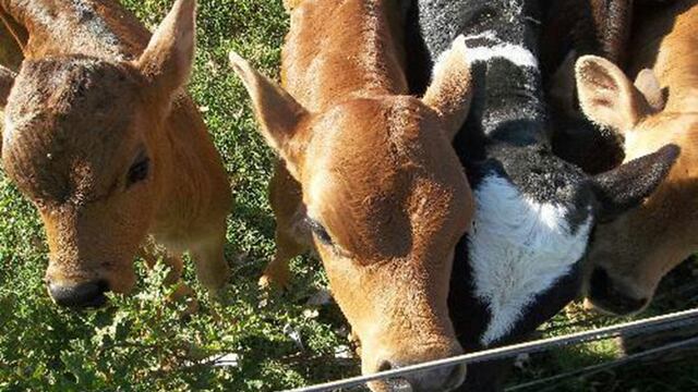 Caso atípico en un campo de La Pampa: nacieron terneros trillizos (Imagen ilustrativa).