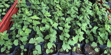 Los plantines de peperina son cultivados en vivero, con el plan de conservar la especie, en el Norte de Córdoba.