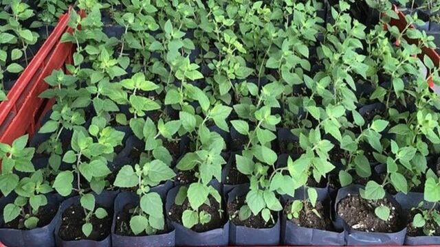 Los plantines de peperina son cultivados en vivero, con el plan de conservar la especie, en el Norte de Córdoba.