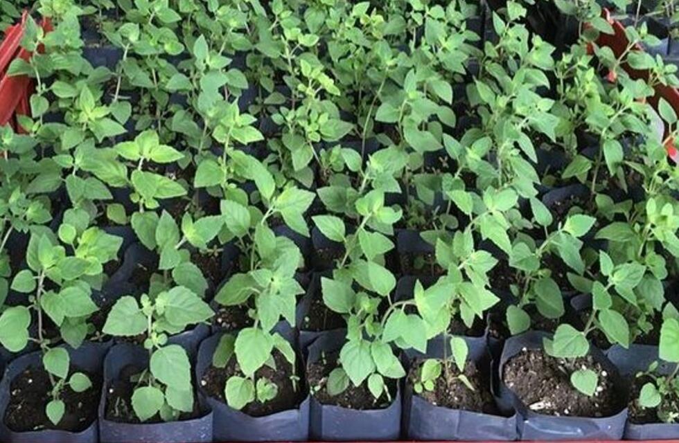 Preocupa la escasez de peperina y salen al rescate, en el norte de Córdoba