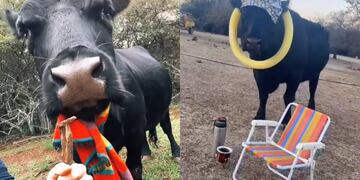 Clota, la vaca viral en TikTok...y cuartetera.