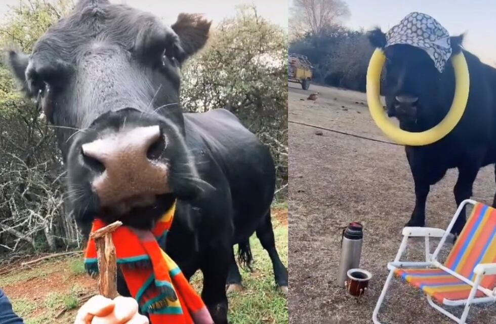 Clota, la vaca furor en TikTok que ama el cuarteto, y hay pruebas