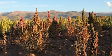 Promueven la producción de quinoa y haba en la región de la Puna jujeña.