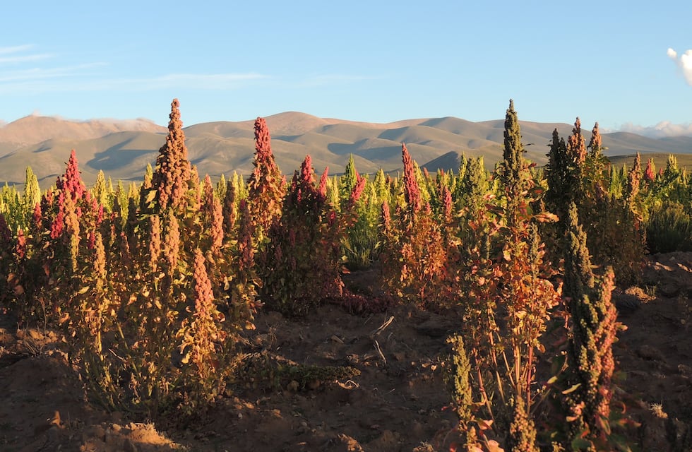Subsidian a agricultores para producir más quinoa y haba en Jujuy