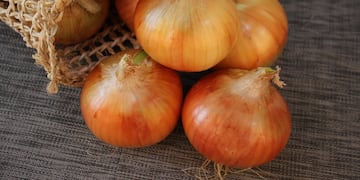 cebolla